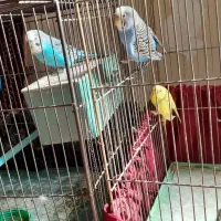 دو جفت مرغ عشق|پرنده|قزوین, |دیوار