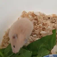 همستر برا فروش|موش و خرگوش|اهواز, کمپلو جنوبی|دیوار