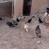 بوقلمون برزیلی ماده|حیوانات مزرعه|شیروان (خراسان), |دیوار