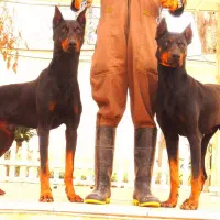 3تا توله نر دوبرمن 2 تا روت وایلر  1 ژرمن نر