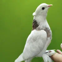 طوطی بریزیلی رنگ خاص مولد و کبوترهای زینتی خاص|پرنده|اصفهان, کوی ولی عصر|دیوار