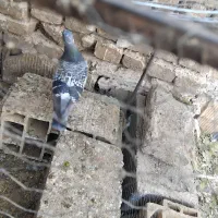 سبز نر هوای به هست|پرنده|کاشمر, |دیوار