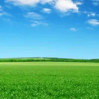 باغبانی و فضای سبز|خدمات باغبانی و درختکاری|زاهدان, |دیوار