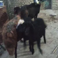 دو میش نمونه