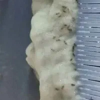 بامحلول تضمینی نابودکننده رشک و شپش پاکسازی میکنیم|آرایشی، بهداشتی، درمانی|قم, علی آباد سعدگان|دیوار