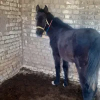 معاوضه کره نریون کرد