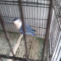 طوطی برزیلی نر