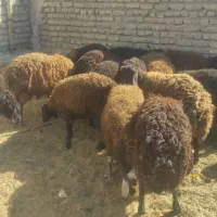 بره نر وماده|حیوانات مزرعه|پاکدشت, پاکدشت (مامازند)|دیوار