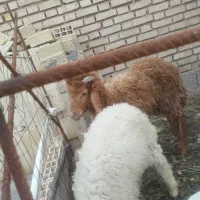 2عدد بره نر سرحال