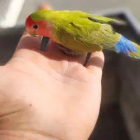 طوطی برزیلی رام رام نر مست