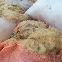 پشم گوسفند|رختخواب، بالش، پتو|ارومیه, |دیوار