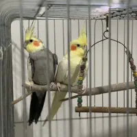 جفت عروس هلندی