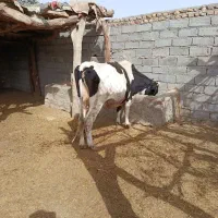 گاو آبست شیری