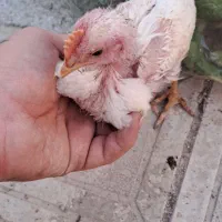 جوجه قوغاز آفریقایی و جوجه رنگی یکماهه