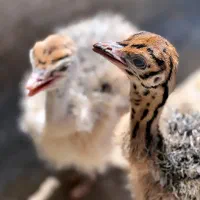 گوشت تازه شترمرغ|خوردنی و آشامیدنی|داراب, |دیوار