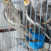 یک جفت عروس هلندی مولد سرحال