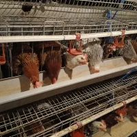 نیمچه مرغ محلی تخم گذارگلپایگانی تکی وتعداد۵۰۰ عدد