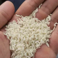 برنج دم سیاه