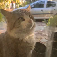 گربه درجه ۱|گربه|کردکوی, |دیوار