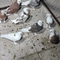 جوجه شازده کاکل پرپا