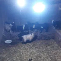 بز بزغاله بره|حیوانات مزرعه|هیر, |دیوار