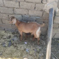 بز‌.|حیوانات مزرعه|زهک, |دیوار