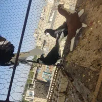 کفتر کبوتر شامی خوشرنگ افشون کاشونی ساعتی سینه ای|پرنده|اصفهان, کشاورزی|دیوار