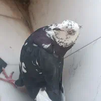 رنگی
