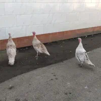 غاز و بوقلمون|حیوانات مزرعه|کلاچای, |دیوار