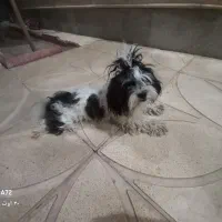 توله سگ شیتزو