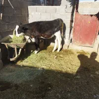 یک عدد گوساله ماده نژاد اصل ویک عدد شیر دوش نو