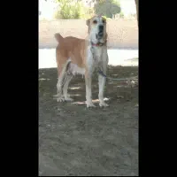 سگ ماده خراسانی درجه یک|سگ|ورامین, ورامین|دیوار