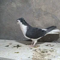 ماده ساده کاکلی