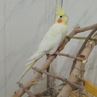 عروس هلندی سالم ۳ ماه|پرنده|سلامی, |دیوار