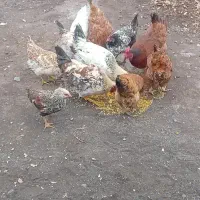 فروش مرغ و خروس