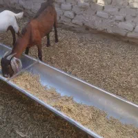 بز مری جوان با نر بوده|حیوانات مزرعه|ایرانشهر, |دیوار