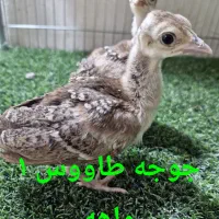 جوجه طاووس مصری ۱ ماهه و ۲ ماهه|حیوانات مزرعه|خمینی‌شهر, |دیوار