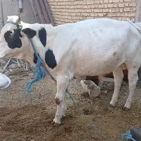 گاو اصیل و گوساله نر