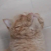 گربه نر جهت جفت گیری