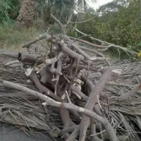 چوب پرتقال برای زغال خیلی خوبه