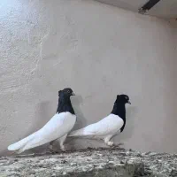 ۱۶ عدد کفتر پرشی تیرماه دونه ای ۳۰۰ فوری