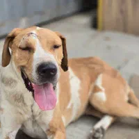 سگ ماده گیریت دین