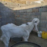 بز نر تکه پارسالی|حیوانات مزرعه|تربت‌حیدریه, مسجد جامع|دیوار