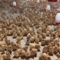 ** جوجه مرغ تخمگذار لوهمن آلمانی یکروزه  **|حیوانات مزرعه|تهران, صادقیه|دیوار