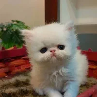 پرشین سوپرفلت سفید و گارفیلدی