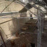 مرغ تخم گذار و قفس