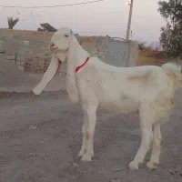 بز گلابی اصل