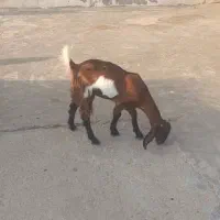 فروش بز