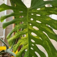 مانسترا دلسیوزا ابلق زرد