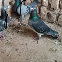 کفتر پلاکی مسافتی المانی سبز پولکی|پرنده|مشهد, شهید علی محمدی|دیوار